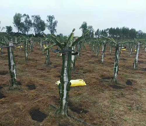 羊糞有機(jī)肥成功案例
